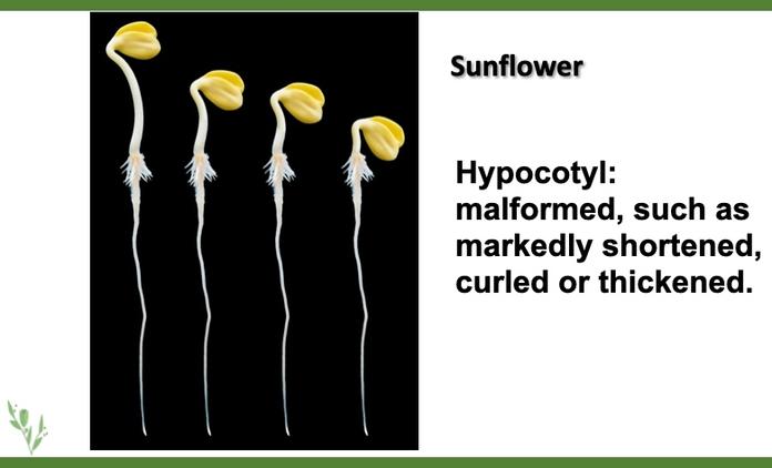 content/wsa5/products/Seedling Database Access